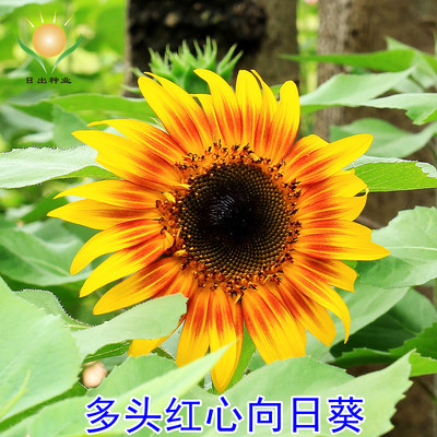 向日葵种子观赏食用花店切花葵花油葵矮秆迷你小室内外阳台盆栽孑 虎窝淘