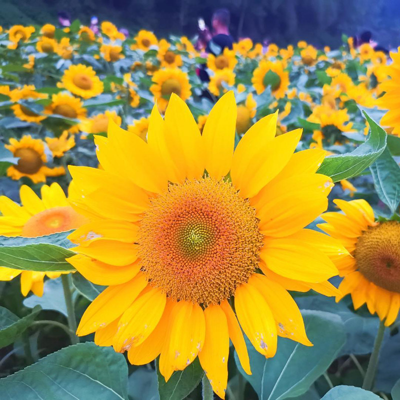 向日葵种子观赏食用花店切花葵花油葵矮秆迷你小室内外阳台盆栽孑