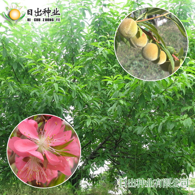 毛桃种子新种子桃树种子毛桃核种子春天冬天播种春天出芽-图1