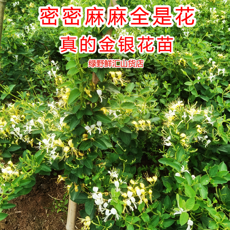 爬藤植物金银花树苗绿植盆栽花卉阳台庭院花园四季开花常青老桩苗 - 图2