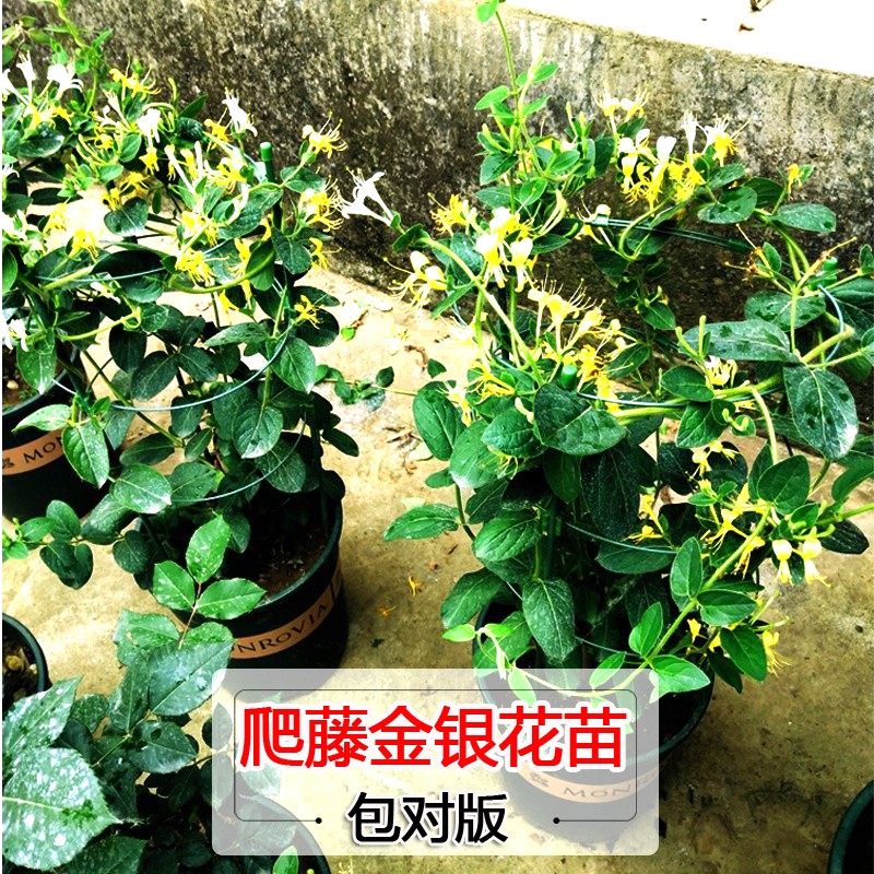 爬藤植物金银花树苗绿植盆栽花卉阳台庭院四季开花常青藤蔓老桩苗 - 图0