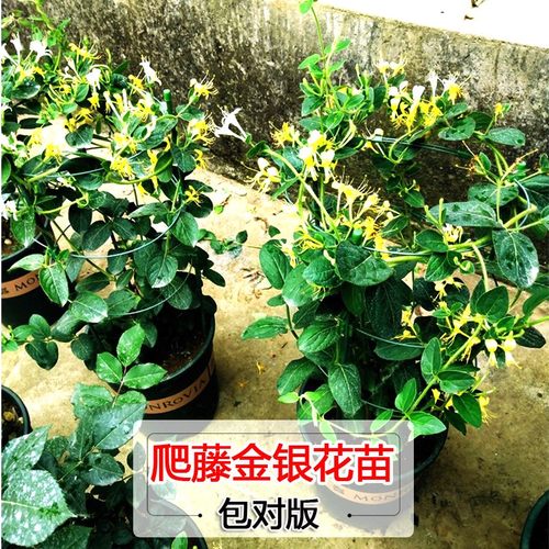 爬藤植物金银花树苗绿植盆栽花卉阳台庭院花园绿化四季常青老桩苗 - 图0
