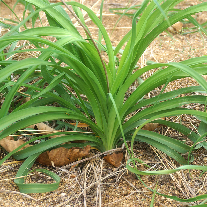 黄花菜种苗食用野生黄花菜苗根金针菜苗根阳台蔬菜种苗四季种植 - 图3