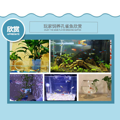 热带观赏孔雀活鱼凤尾红绿灯淡水好养金鱼苗纯种小型胎生小鱼活体 虎窝淘