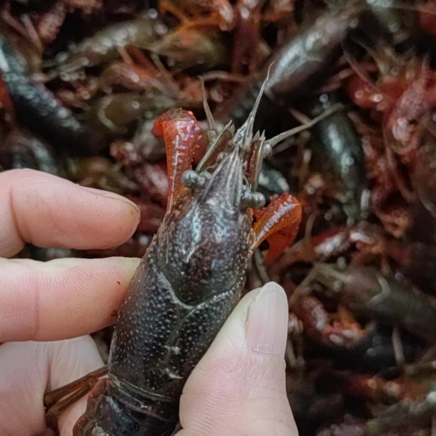 3斤包邮湖北清水小龙虾 红虾 大红中红小红 油焖大虾蒜蓉虾清蒸虾 - 图3