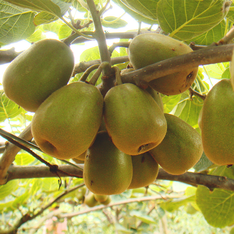 湘西麻阳特产红心猕猴桃奇异果时令新鲜水果野