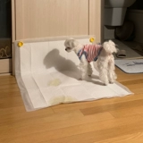 Подушки для мочи, собачья моча. Фиксированное устройство может приклеить мочи накладки для собак туалет, артефакт поглощения мочи домашних животных, чтобы вызвать прокладки мочи