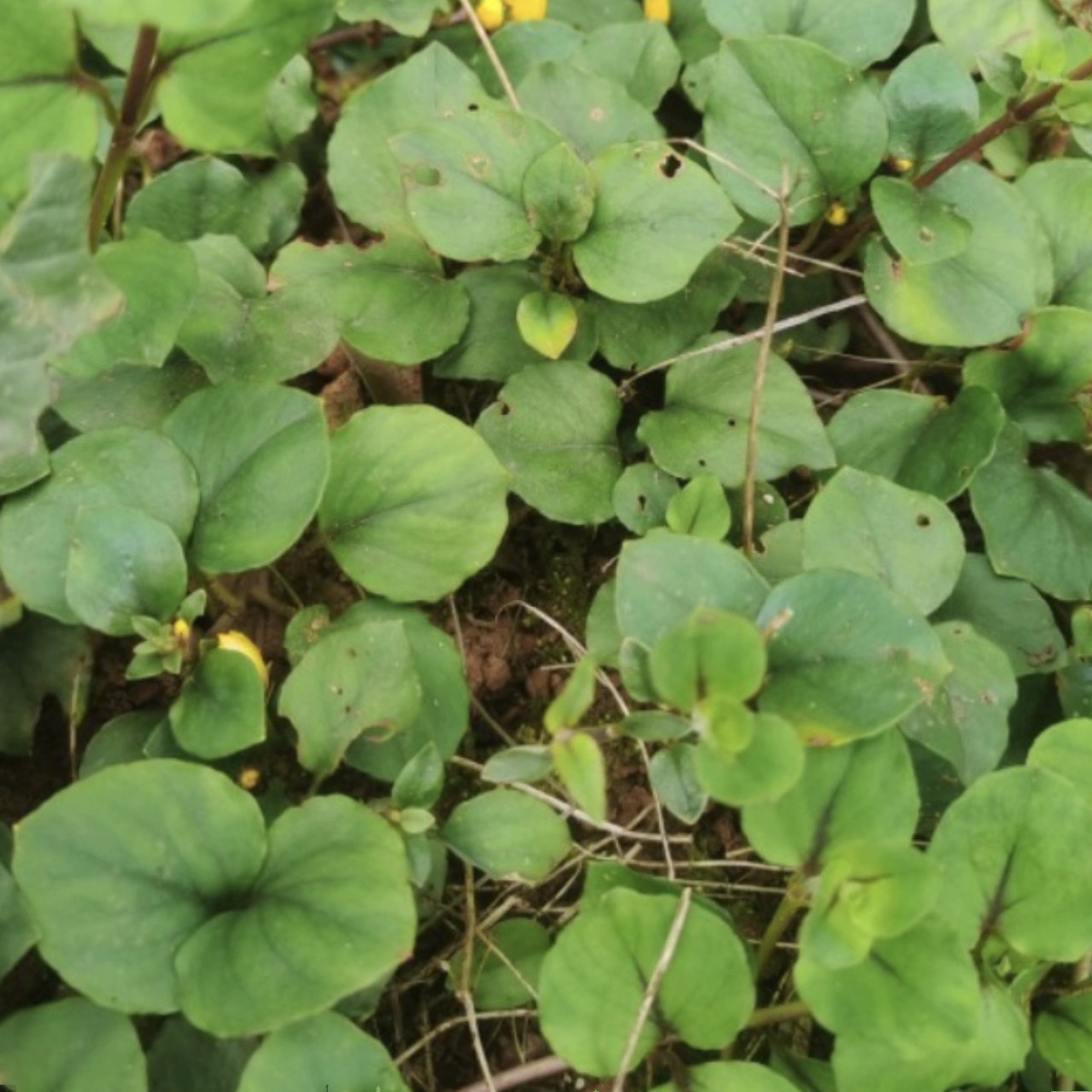 四川大叶金钱草新鲜深山野过路黄化石溶石广叶金钱草中草药打石茶 - 图2