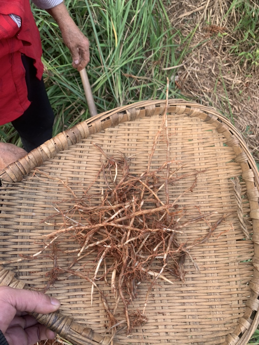 新鲜白茅根四川山里现挖毛草根带皮茅草根甜草根竹蔗芦根中草凉茶 - 图1