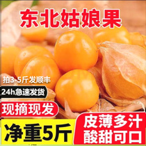 Now off the northeast girl fruit fresh and thin peel mushrooms maiden yellow lantern fruit northeast lantern fruit Yunnan girl fruit fresh fruit