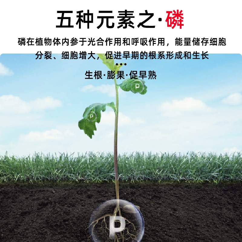 槟榔专用膨果肥防治鸡心果促花保果亮果磷钙钾锌硼大量元素叶面肥 - 图1