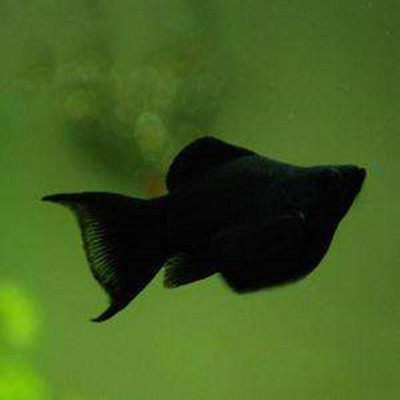 新手鱼胎生鱼玛丽鱼孔雀鱼米奇鱼月光鱼除油膜鱼观赏鱼活体鱼包邮 虎窝淘