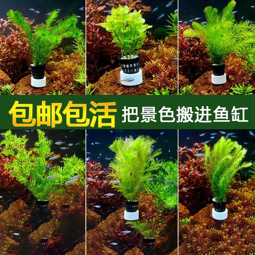 鱼缸造景真水草植物活体绿菊皇冠蜈蚣草巴榕无土定植草缸净化水质-图1