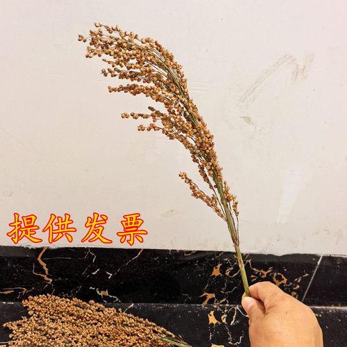 高粱束高粱干花仿真装饰花 田园农家乐场景布置 稻穗麦穗五谷粮食 - 图1
