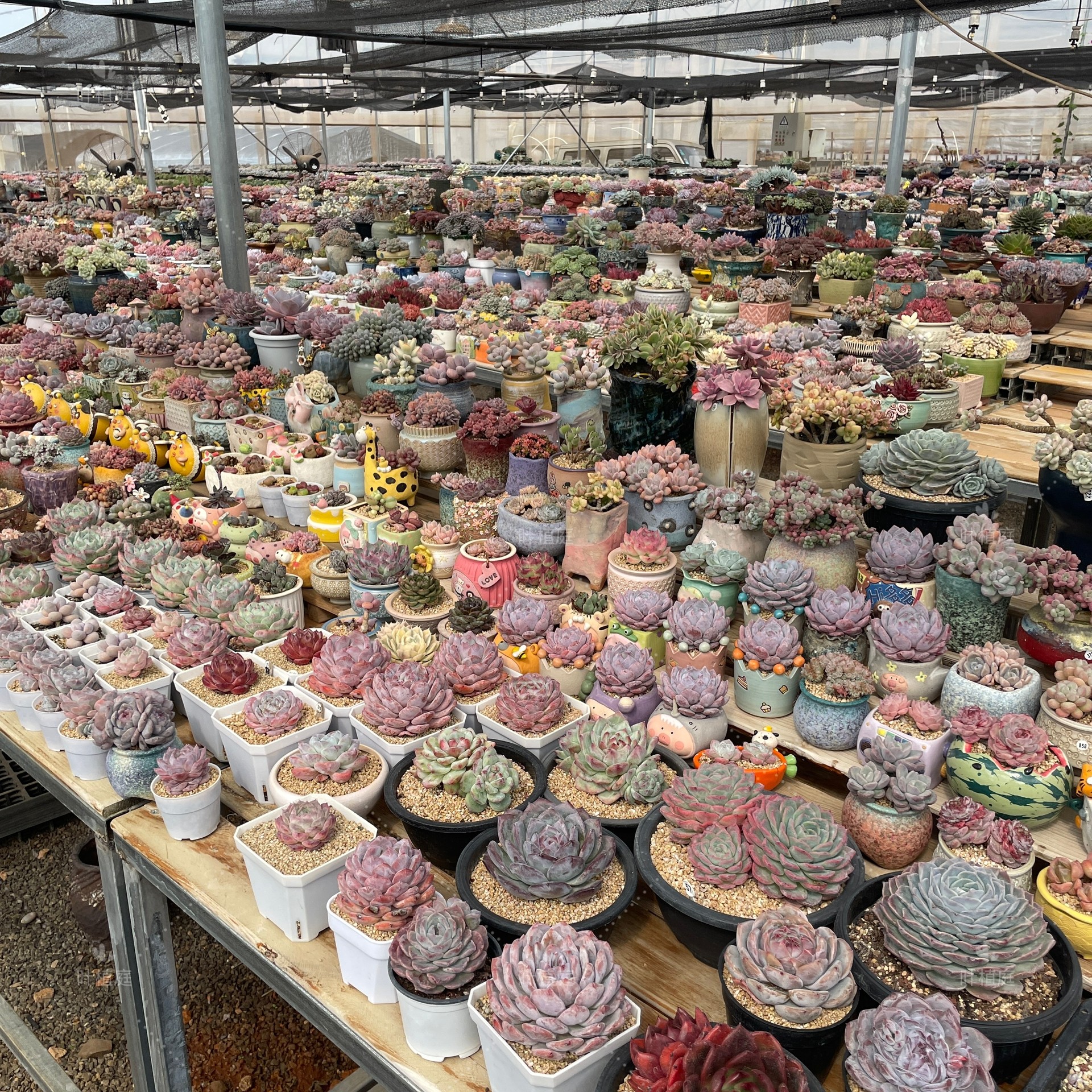 叶植庭【代客出-1号台】一物一拍 寄养过 时间成本 状态好 捡漏 - 图3