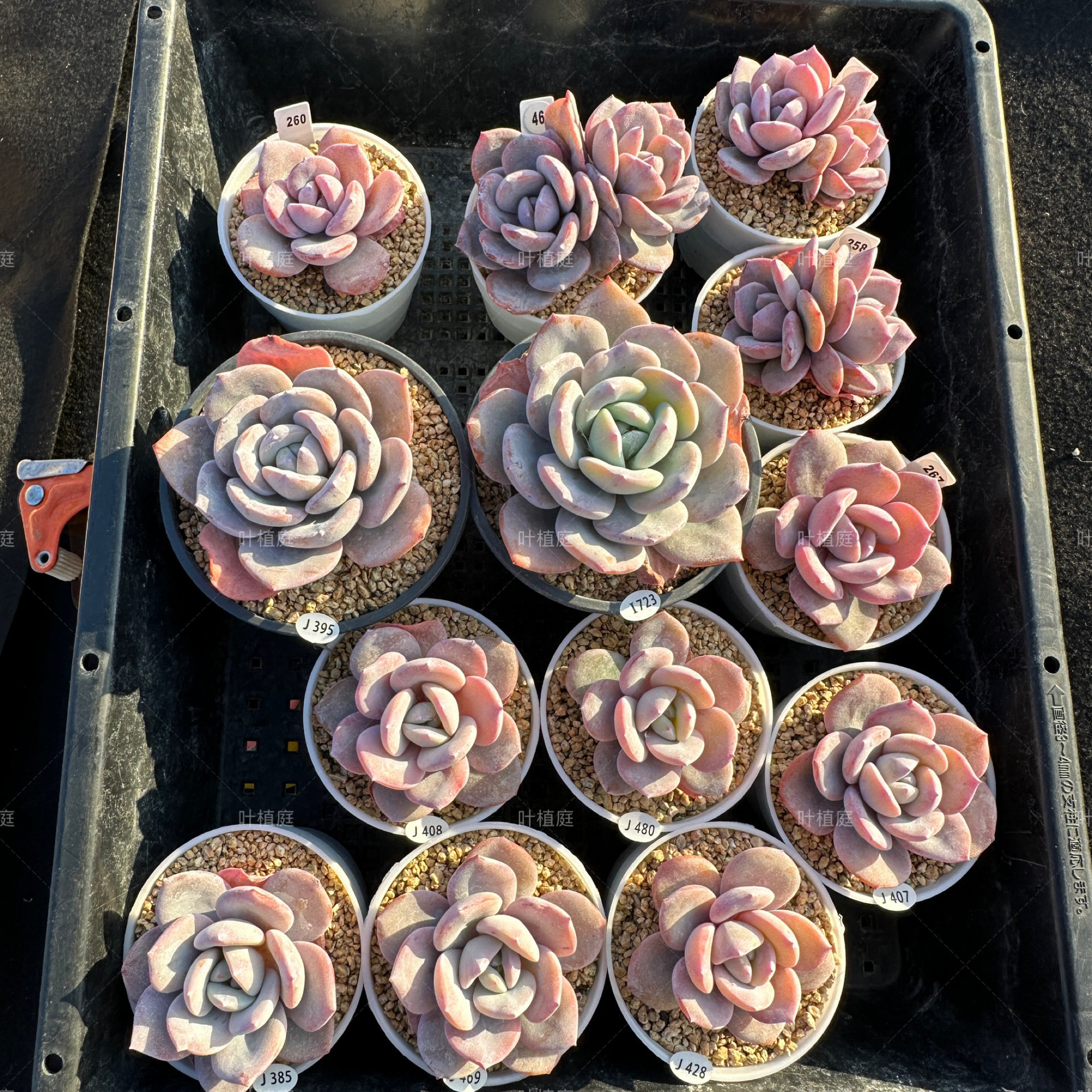 叶植庭【奶茶单头】韩版奶茶一物一拍昆明发货 补,淘宝优惠券,粉丝福利购,淘宝优惠卷