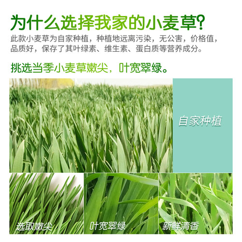 26年宠物兔子草料小麦草干草嫩苗荷兰猪烘干牧草促进肠胃消化200g - 图2