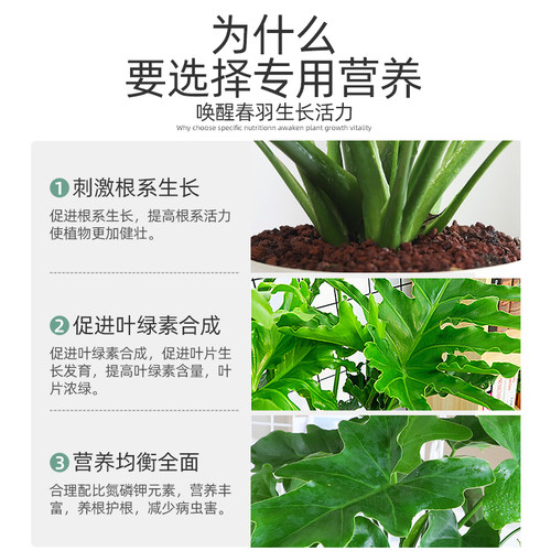 龙鳞春羽肥料春雨肥春羽营养液土绿植专用春雨营养液水培植物春芋 - 图2