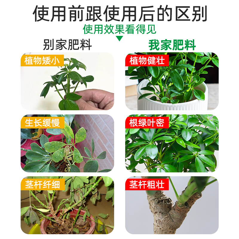 鸭脚木肥料八方来财营养液鸭掌木专用肥招财树鹅掌柴绿植发黄盆栽 - 图2