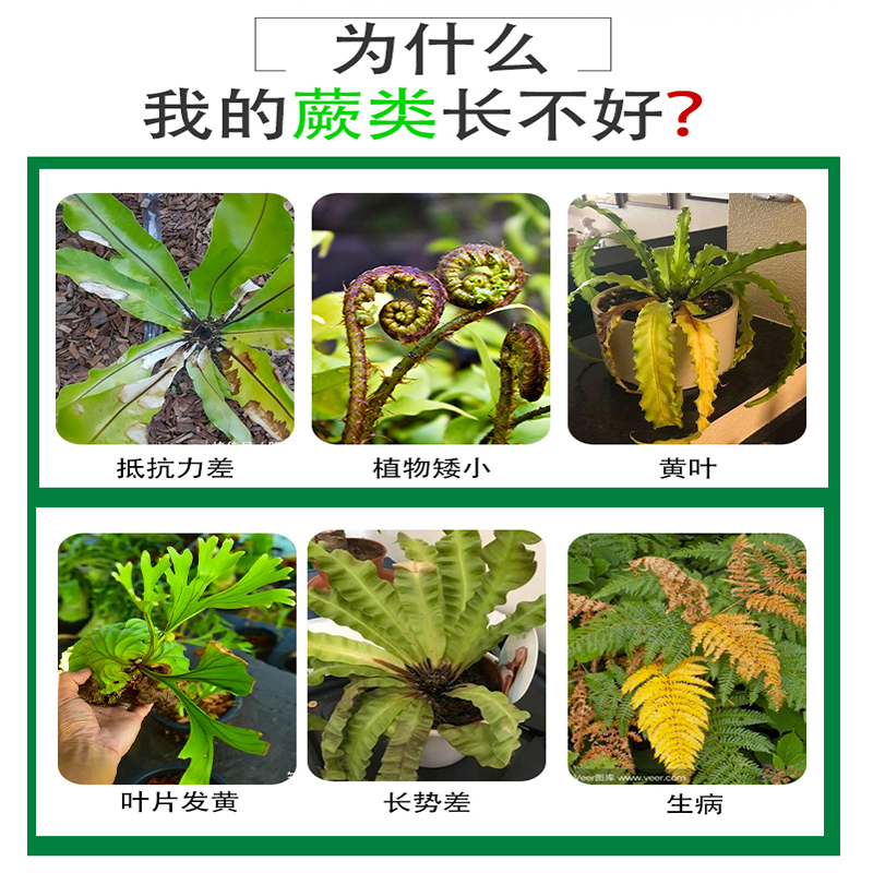 蕨类植物营养液狼尾蕨肥料铁线蕨什么霸王蕨土鹿角蕨养护蕨类专用 - 图0