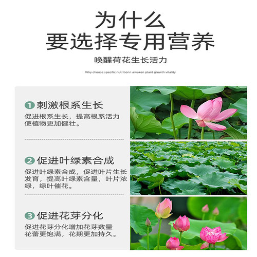 荷花专用肥碗莲营养液睡莲荷花肥料莲花水培水溶莲藕土缸盆栽荷塘 - 图1