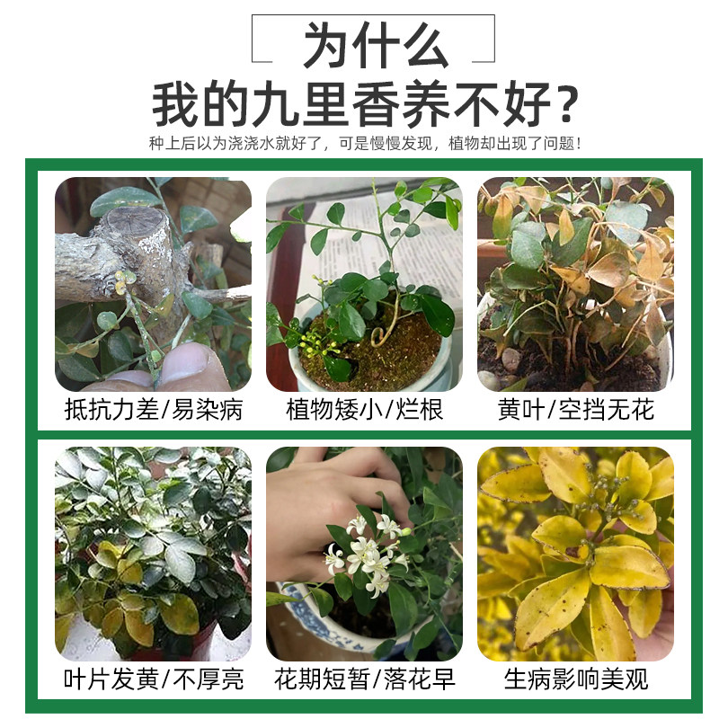 九里香肥料九里香专用肥九里香营养液盆栽花肥七里香化肥九里香树,淘宝优惠券,粉丝福利购,淘宝优惠卷