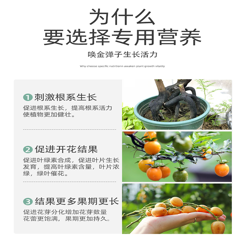 金弹子专用肥营养液金蛋子肥料生根粉盆景玉肥盆栽花肥老鸦柿土果,淘宝优惠券,粉丝福利购,淘宝优惠卷