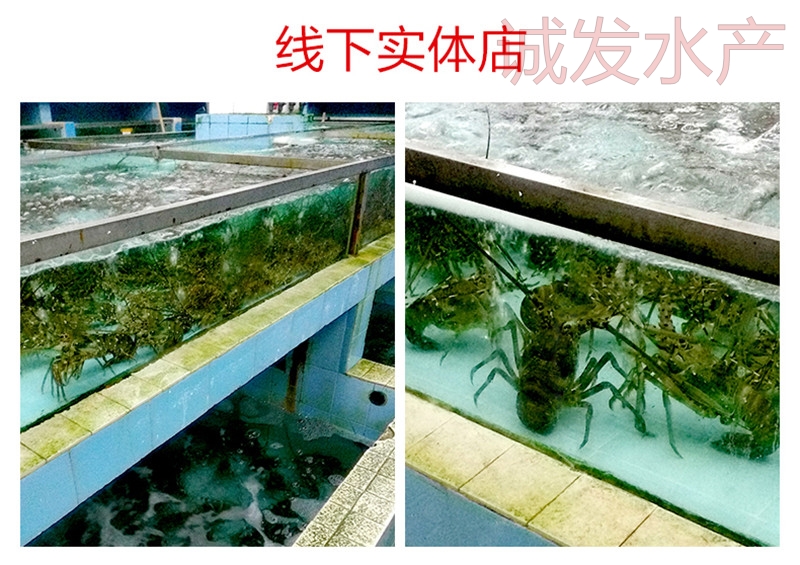 生冻澳洲花龙1.3斤只进口海鲜大龙虾 顺丰包邮 - 图1