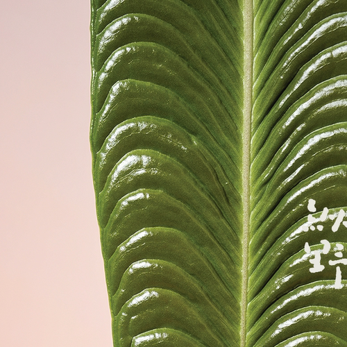 纵野 / 火鹤王花烛Anthurium veitchii天南星科观叶绿植 - 图0