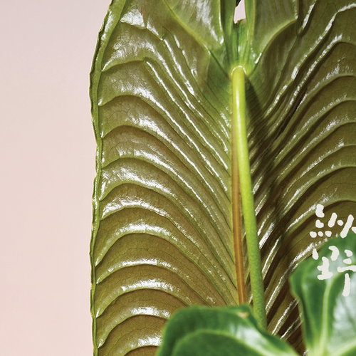 纵野 / 火鹤王花烛Anthurium veitchii天南星科观叶绿植 - 图1