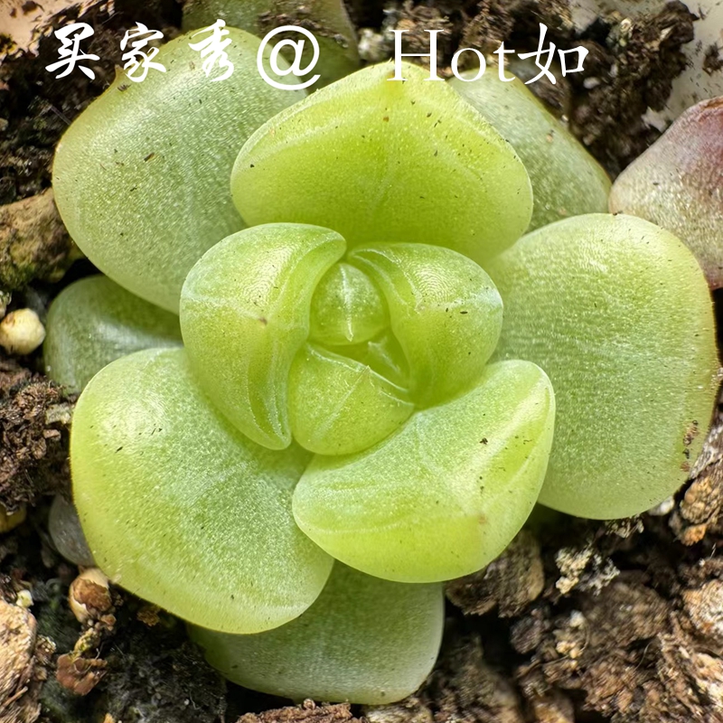 多肉植物种子 奶糕 梦露杂交新品 爪系 糖心珍妮 满38包邮 - 图2