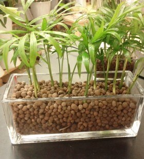 透明水培玻璃花盆花瓶植物铜钱草