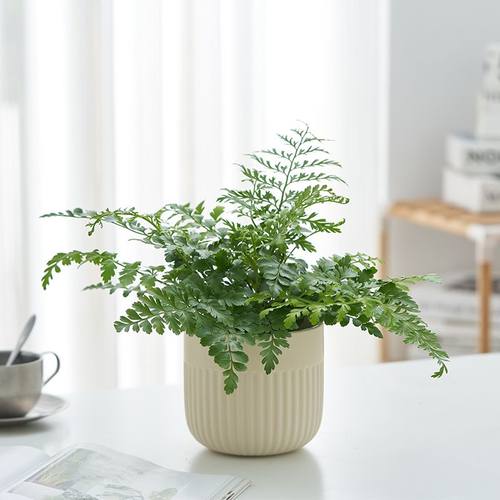 吉姆蕨绿植盆栽蕨类植物网红办公室内客厅四季常绿花卉净化空气 - 图1