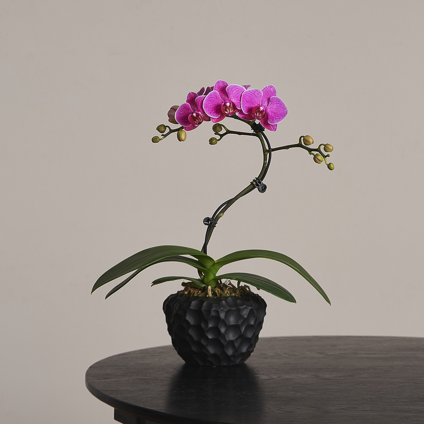 海洋之星蝴蝶兰带花苞四季好养活盆栽客厅室内桌面年宵花卉绿植,淘宝优惠券,粉丝福利购,淘宝优惠卷