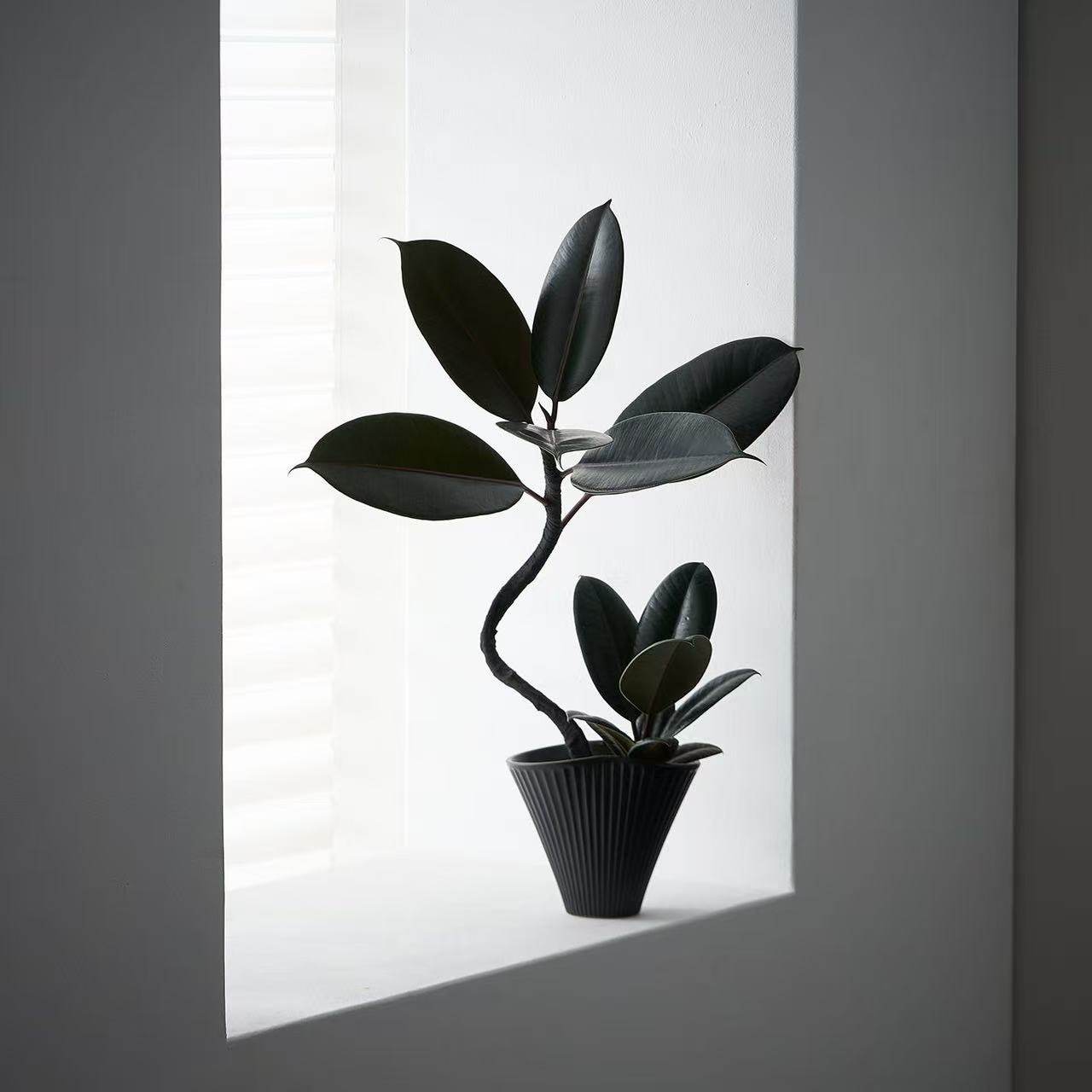 中古侘寂风造型双株橡皮树植物茶室内装饰好养盆栽净化空气绿植,淘宝优惠券,粉丝福利购,淘宝优惠卷