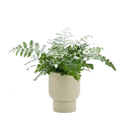 吉姆蕨绿植盆栽蕨类植物网红办公室内客厅四季常绿花卉净化空气 - 图3