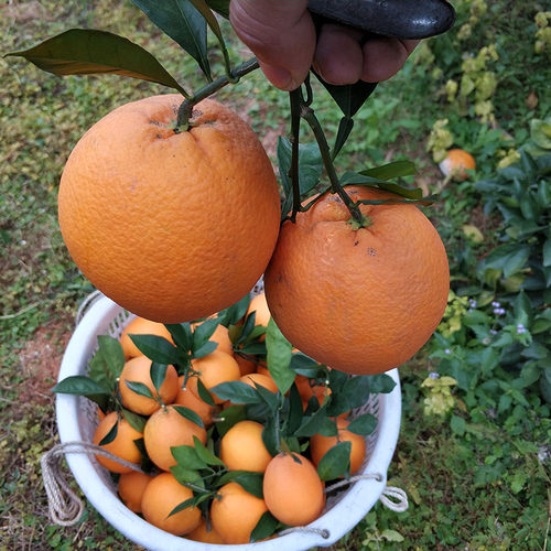 正宗江西赣南脐橙大果20斤10斤装当季新鲜橙子水果甜橙整箱包邮应 - 图1