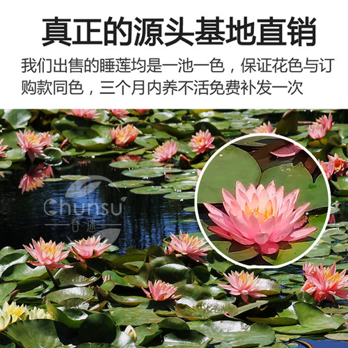 睡莲水培植物四季水养荷花莲花盆栽花卉种水池塘大睡莲根块带花苞 - 图3