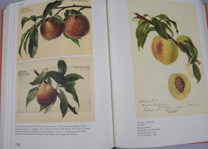 英文原版 An Illustrated Catalog of American Fruits and Nuts 美国水果与坚果图录 美国农业部果树水彩画收藏 英文版 进口书籍 - 图1