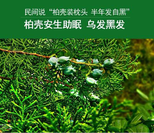 野生柏壳籽枕头中草药枕柏壳安神乌发助睡眠天然香枕头白发变黑发 - 图0