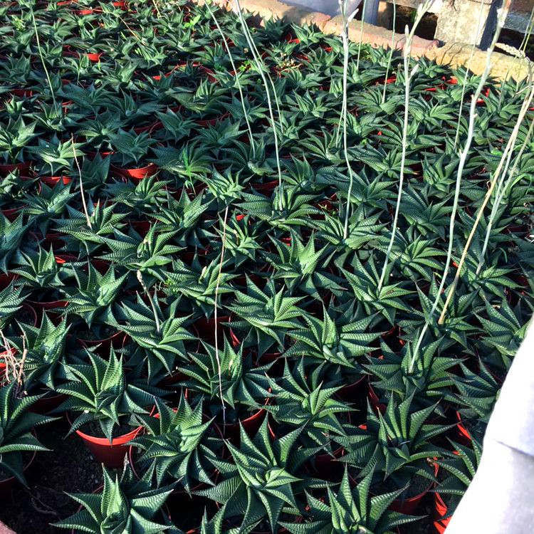 多肉植物琉璃殿锦硬叶十二卷琉璃殿办公室内绿植花卉小盆栽仙人掌 - 图2