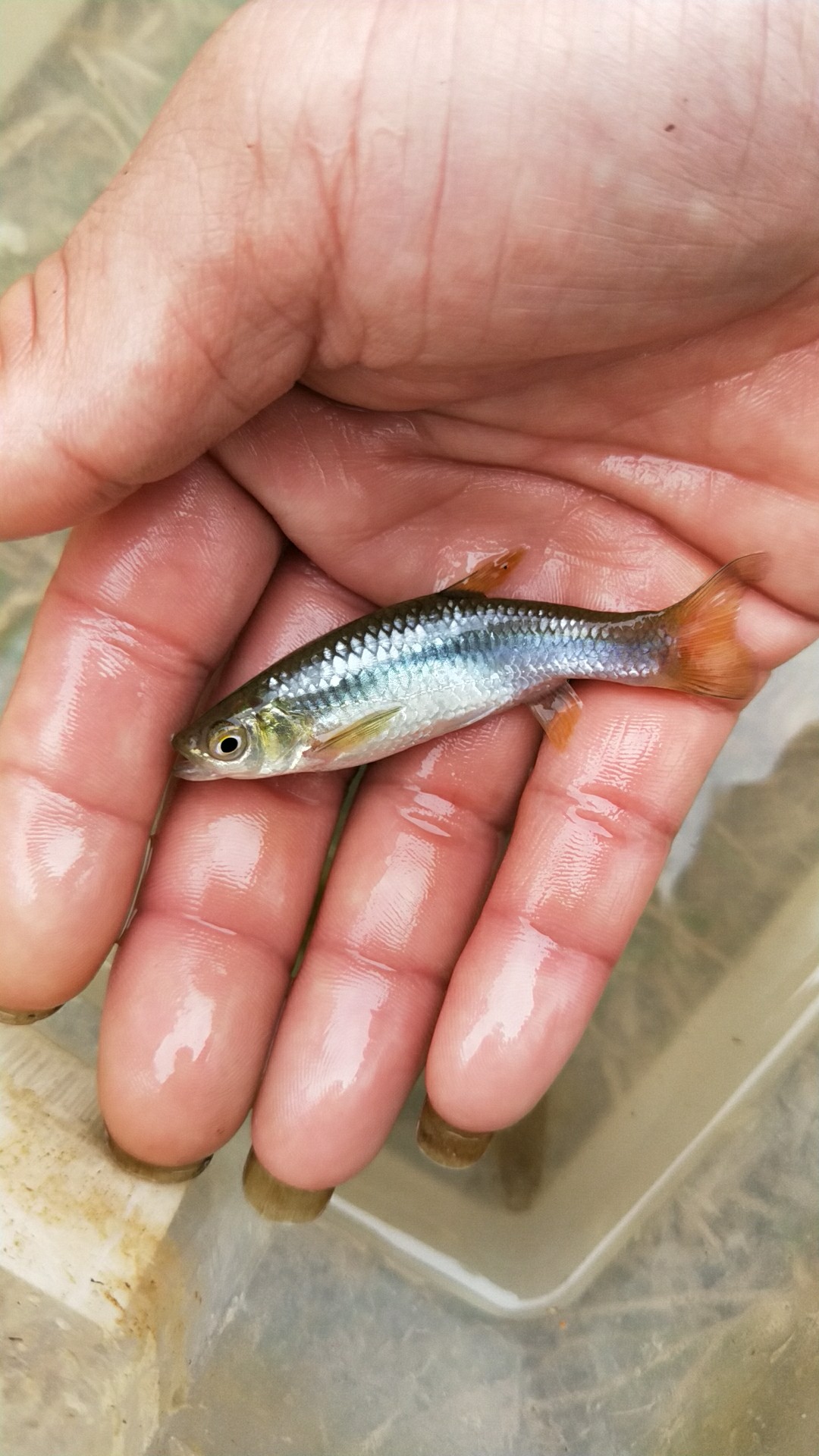 麦穗鱼活体鱼原生鱼好养耐活包邮淡水鱼冷水鱼观赏鱼清洁鱼 - 图0