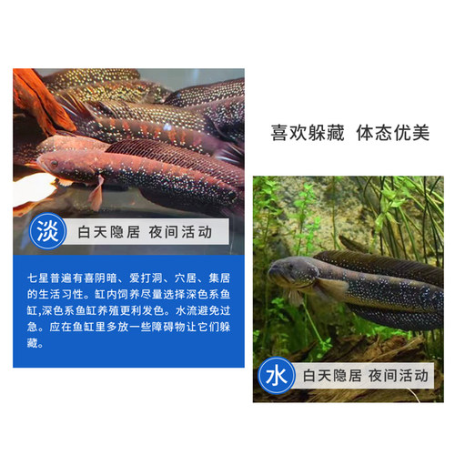 暴星国产雷龙七星鱼淡水好样耐活原生鱼无需打氧中小型观赏鱼活鱼 - 图1