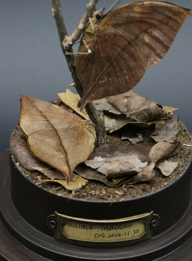 【一片枯叶】枯叶蝶蝴蝶标本成品玻璃罩小众手作礼物艺术家居摆件