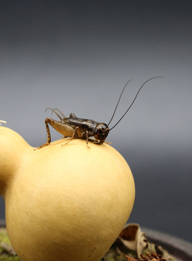 【促织】蟋蟀蛐蛐葫芦标本微景观生态家居桌面书房摆件男礼物玻璃