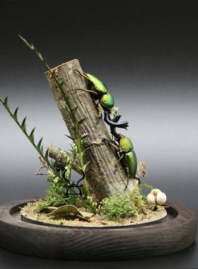 小型甲虫标本生态微景观摆件