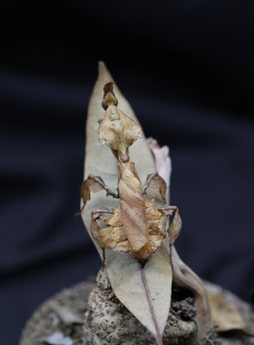 真实昆虫标本幽灵螳螂生态微景观