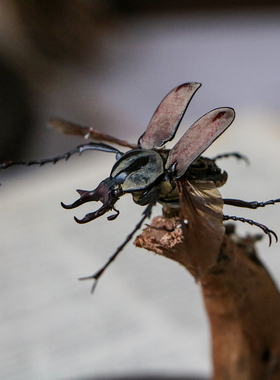 【机械塔】蒸汽机械昆虫鹿角花金龟甲虫标本欧式复古玻璃罩摆件