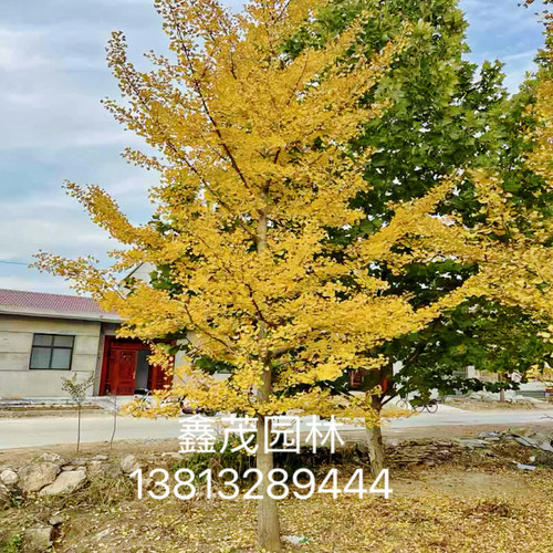 银杏树大树工程道路绿化3-60公分粗银杏树银杏树活苗庭院银杏小苗 - 图1
