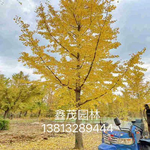 银杏树大树工程道路绿化3-60公分粗银杏树银杏树活苗庭院银杏小苗 - 图2
